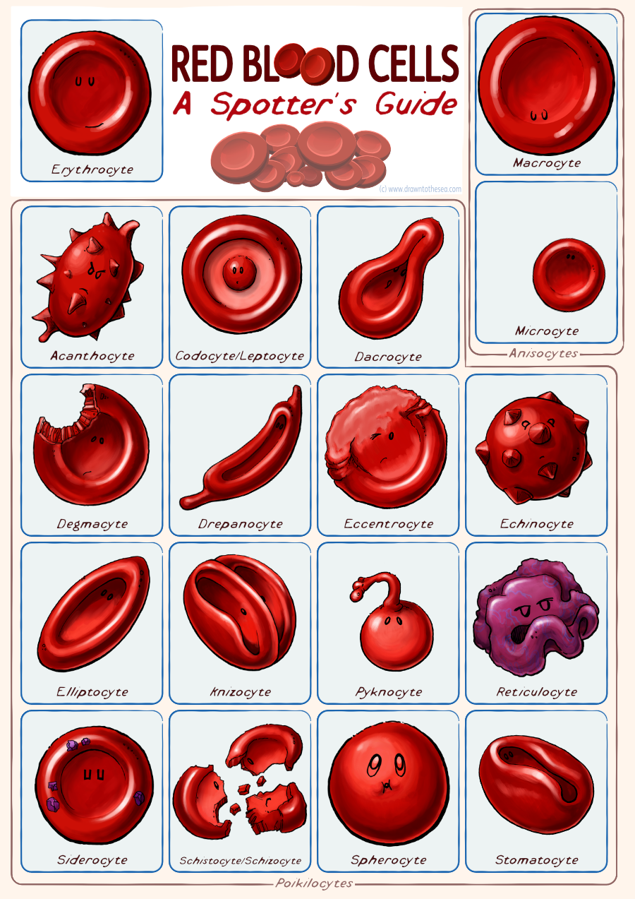 Red blood cell poster