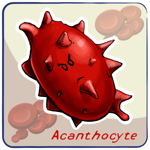 Acanthocyte