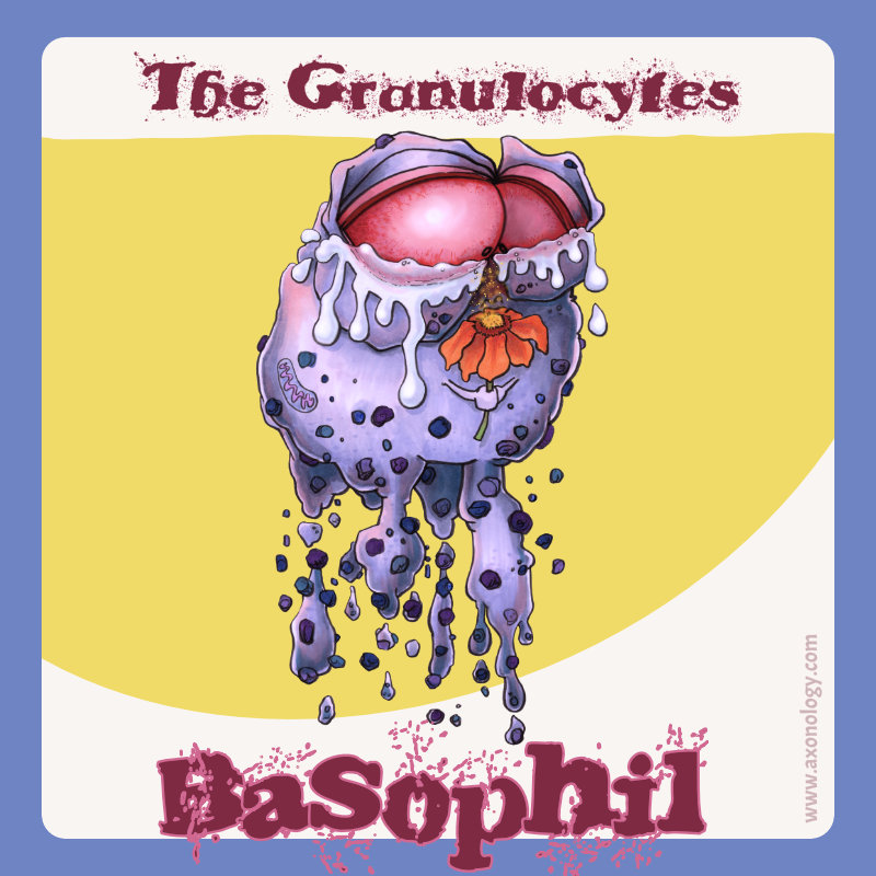 Basophil