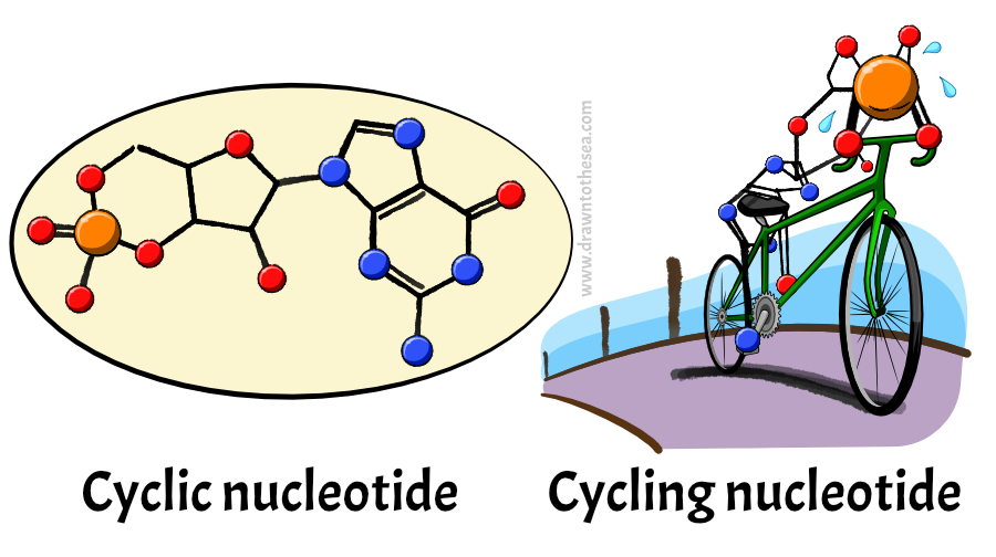 Cyclic nucleotide