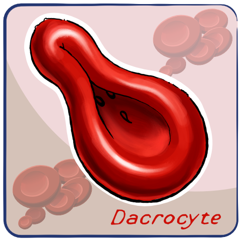 Dacrocyte