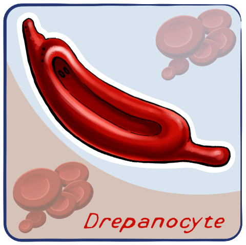 Drepanocyte