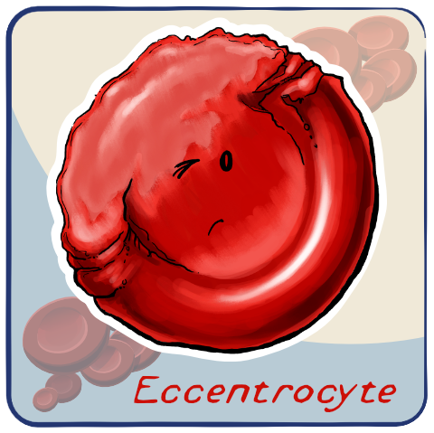Eccentrocyte