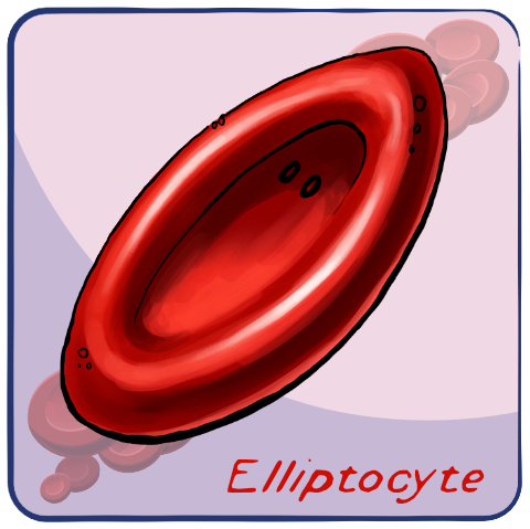 Elliptocyte