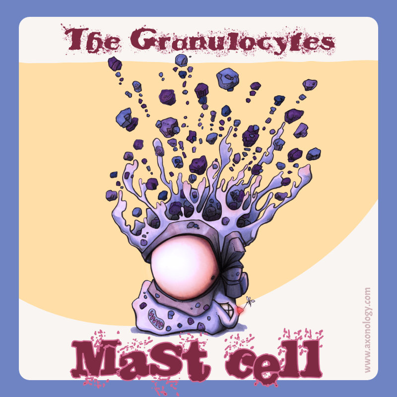 Mast cell