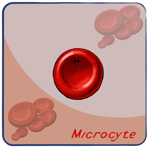 Microcyte
