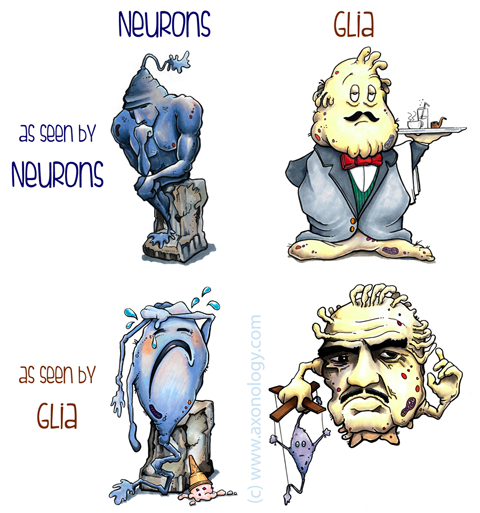 Neurons v Glia