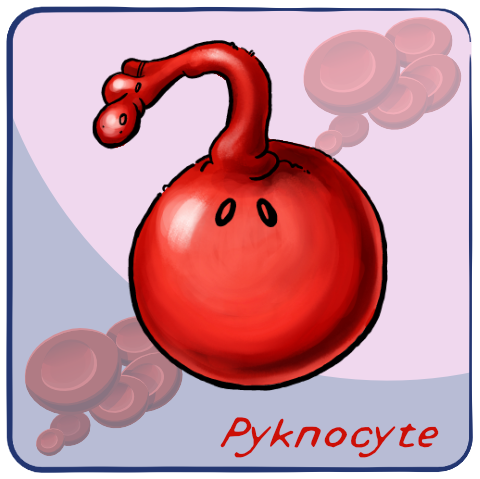 Pyknocyte