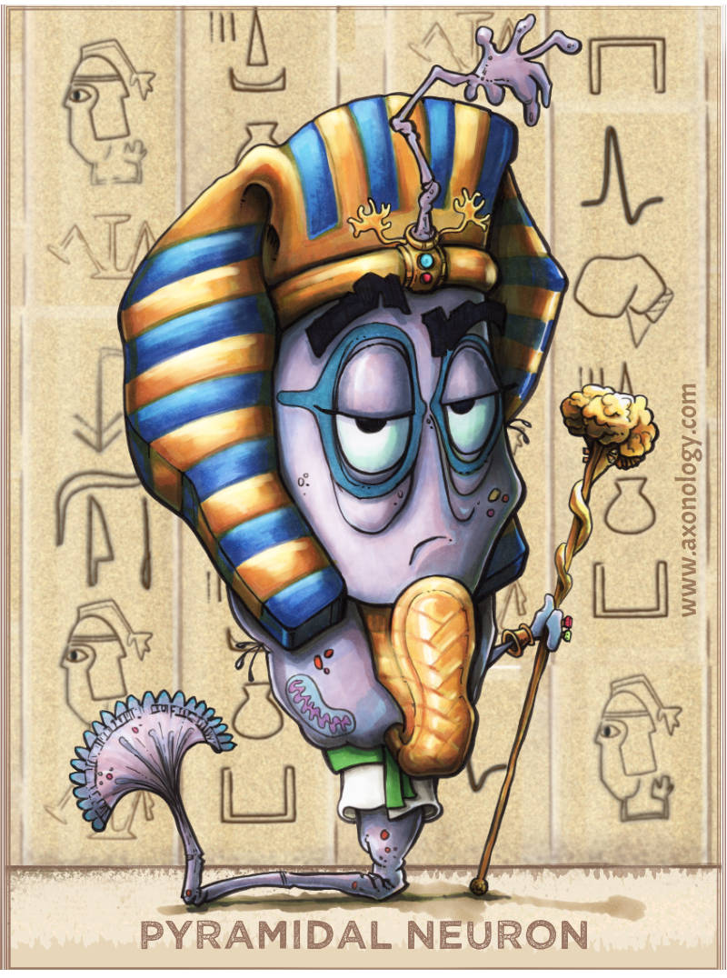 pyramidal neuron