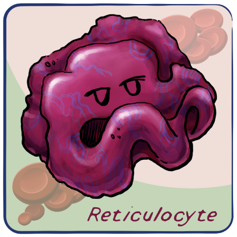 Reticulocyte