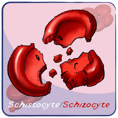 Schistocyte