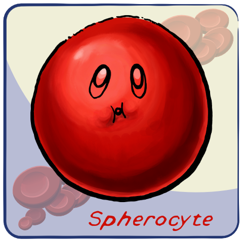Spherocyte