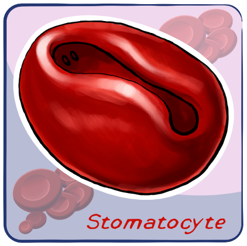 Stomatocyte