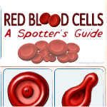 Red blood cell poster
