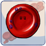 Siderocyte